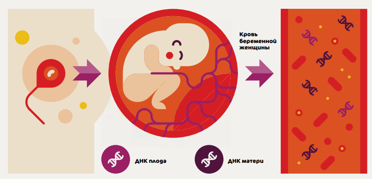 Нипт это. Исследование фетальной ДНК В крови матери. ДНК плода в крови матери. Пренатальное генетическое тестирование. Неинвазивный скрининг.